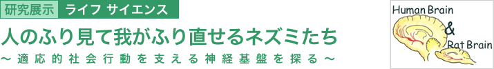 人のふり見て我がふり直せるネズミたち　～適応的社会行動を支える神経基盤を探る～