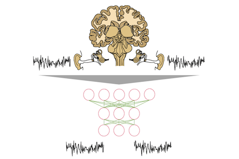 Unveiling the auditory system with a neural network