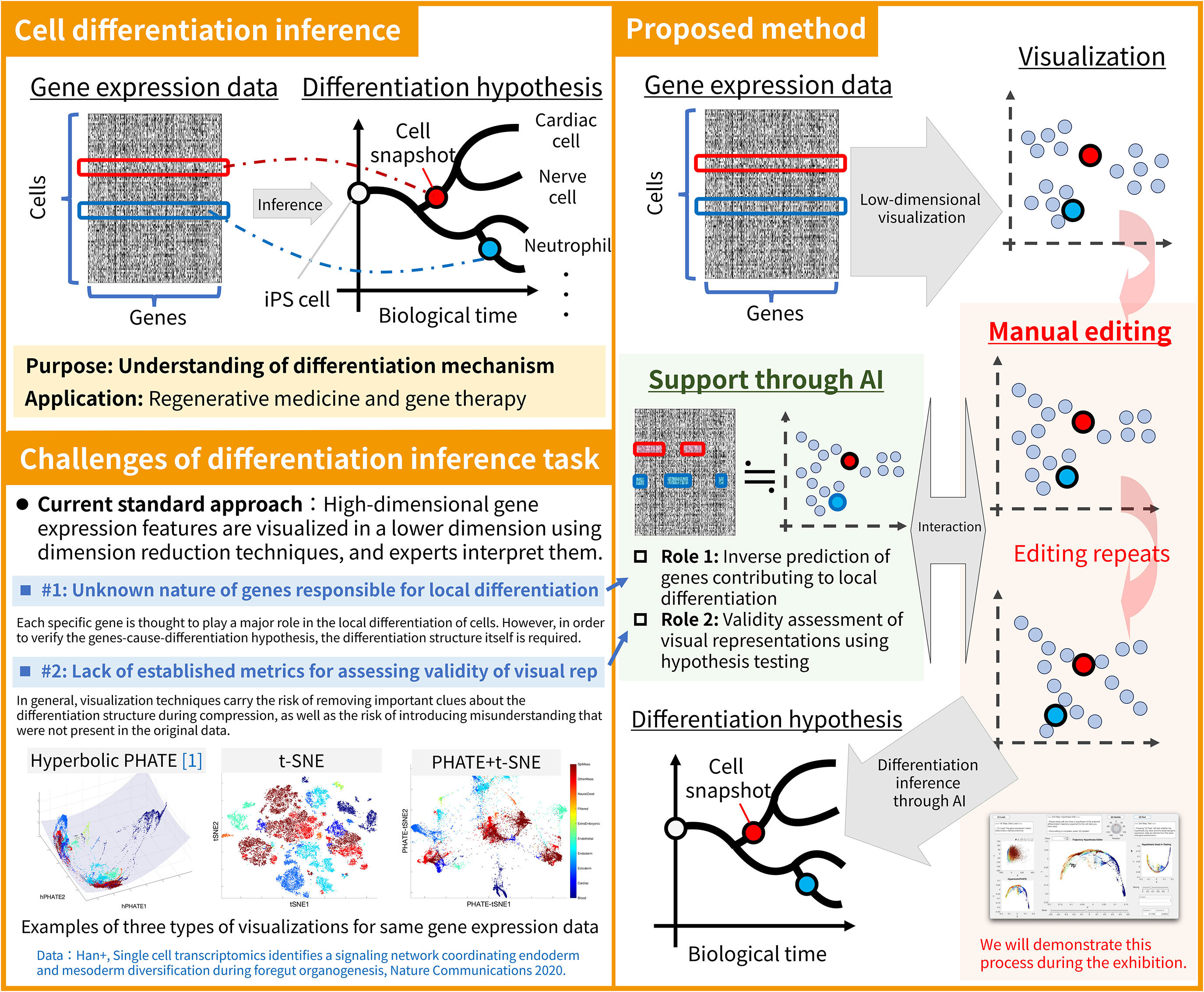 Seeking to capture the growth trajectory of cells