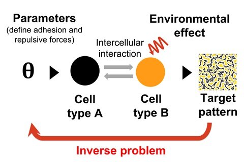 Estimating cellular interactions from patterns