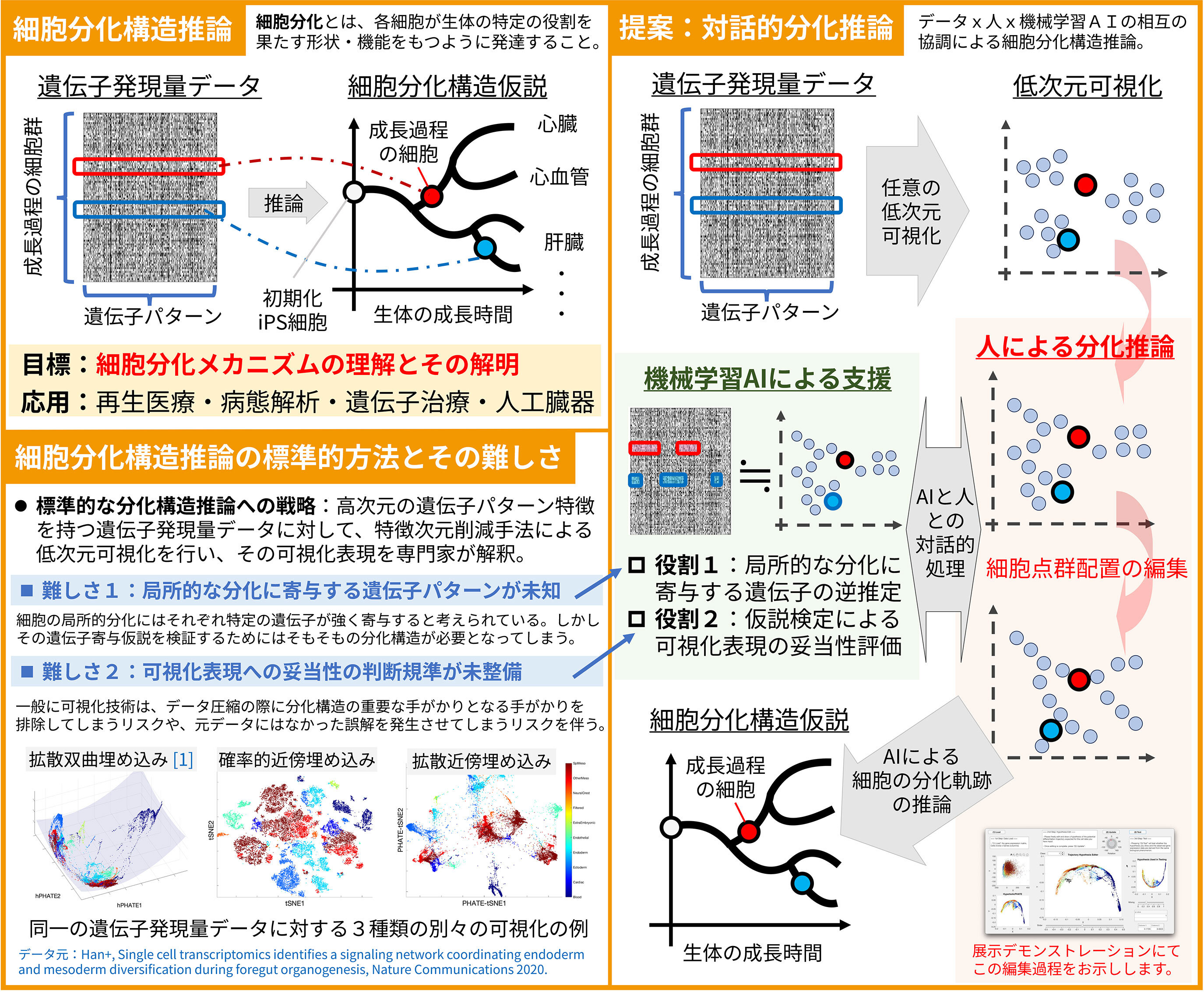 細胞の成長の軌跡をとらえる