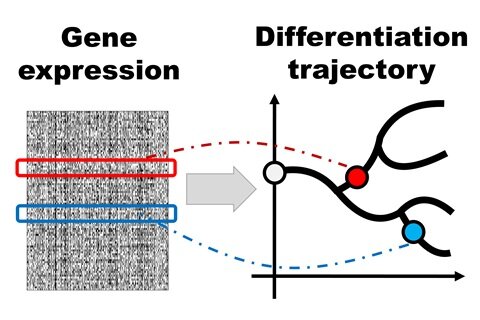 Seeking to capture the growth trajectory of cells
